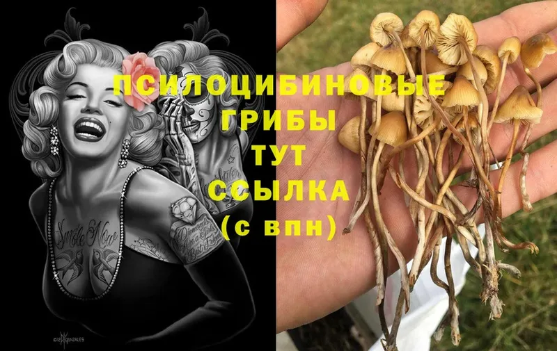 Псилоцибиновые грибы Cubensis  купить закладку  МЕГА сайт  Нытва 